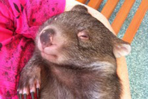 Hayley the Wombat