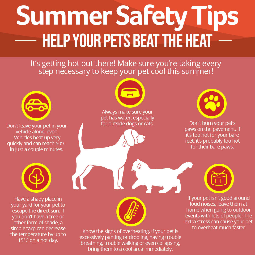 Summer Safety Tips Pets