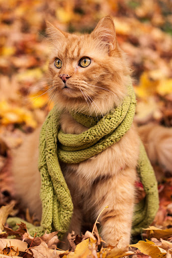 cat scarf
