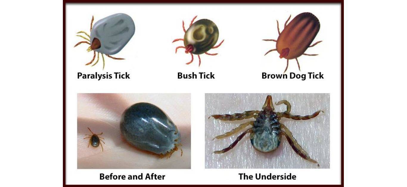 can dogs die from tick paralysis